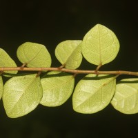 Ficus diversiformis Miq.